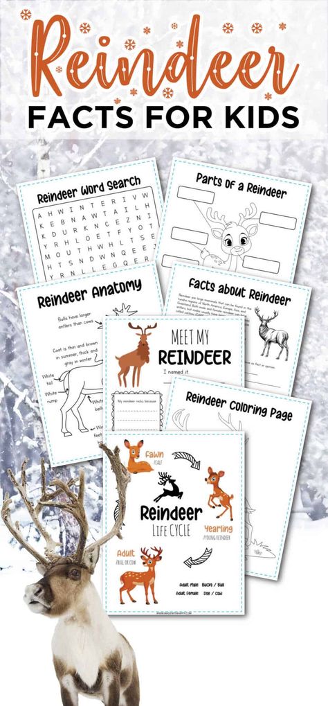 Reindeer Unit Study, Reindeer Activities First Grade, Reindeer Facts For Kids, Reindeer Lesson Plans Preschool, How To Catch A Reindeer Activities, Reindeer Activities For Kids, Reindeer Activities For Kindergarten, Reindeer Day At School, Olive The Other Reindeer Activities