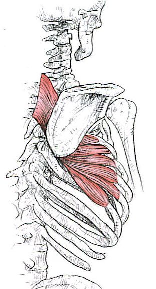 Levator Scapulae, Nutrition Motivation, Face Pulls, Upper Back Pain, Trigger Point, Neck And Shoulder Pain, Rotator Cuff, Shoulder Muscles, Neck And Back Pain