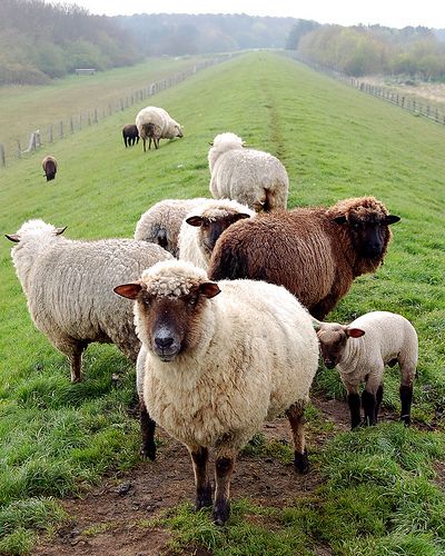 Scenes from Insel Föhr in Germany | Flickr - Photo Sharing! Herd Of Sheep, Counting Sheep, Sheep And Lamb, Oita, The Good Shepherd, Animal Photo, 귀여운 동물, The Farm, Country Life