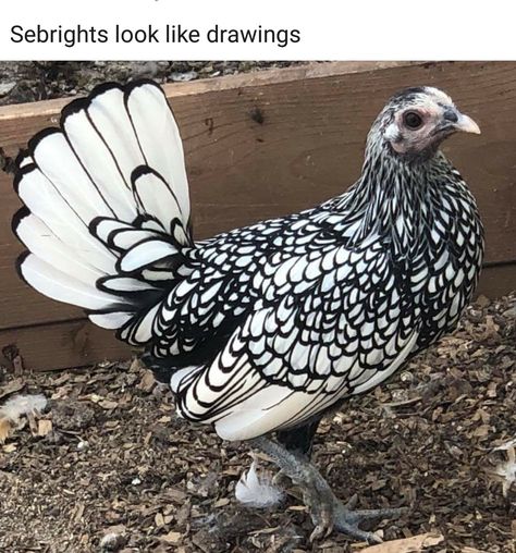 Sebright Spirit Animal Memes Hilarious, Spirit Animal, Birds, Animals