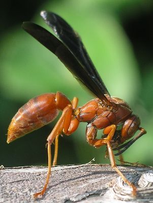 Red Wasps and Yellow Jackets!  Call A1 Bee Specialists in Bloomfield Hills, MI today at (248) 467-4849 to schedule an appointment if you've got a stinging insect problem around your house or place of business! Red Wasp Sting, Red Wasp, Yellow Jacket Wasp, Red Wasps, Wasp Stings, Stink Bugs, Bees And Wasps, Cool Bugs, Beautiful Bugs