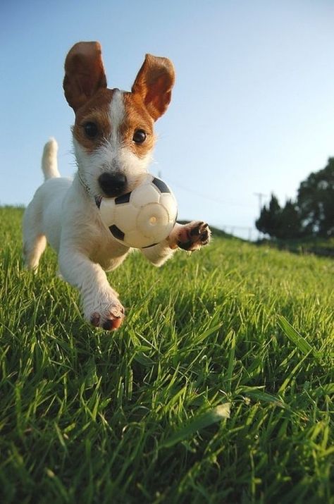 You can't look at this picture and not be happy! Chien Jack Russel, Jack Russells, 강아지 그림, Love My Dog, Russell Terrier, Jack Russell Terrier, The Grass, Baby Dogs, Jack Russell