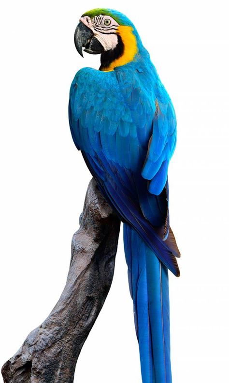 Blue and Gold Macaw at The Animal Store Blue And Gold Macaw Drawing, Blue Parrot Painting, Blue Macaw Painting, Blue And Gold Macaw Tattoo, Blue Parrot Drawing, Blue Macaw Drawing, Blue Macaw Parrot, Blue And Yellow Macaw, Diy Parrot