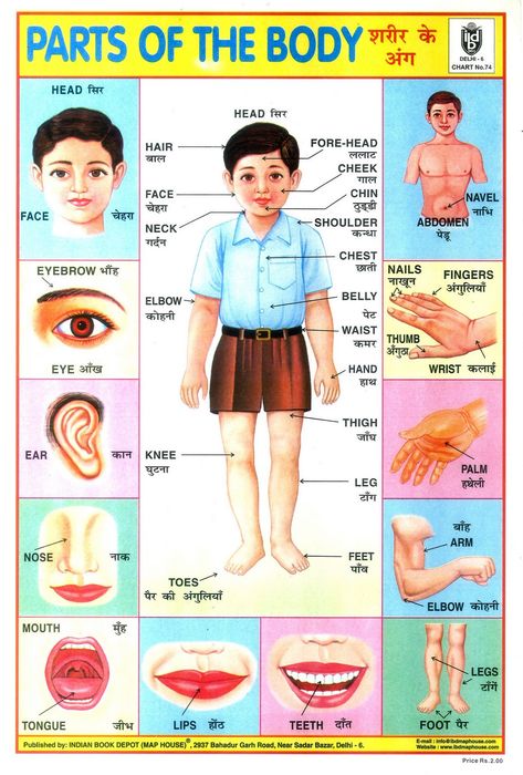 https://flic.kr/p/dgVDag | Parts of the Body | One of a Collection of Indian School Posters.  Many of the posters are from the Indian Book Depot, which was established in 1936 in Lahore, and is now located in Delhi's Sadar Bazaar. A few are from other publishers such as Sriram, Madurai. Body Parts For Kids, Body Name, Body Chart, Hindi Language Learning, Learn Hindi, Hindi Worksheets, Learning English For Kids, Human Body Parts, Educational Poster