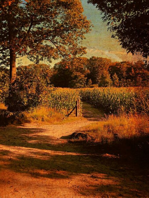 Cornfields in fall Spooky Cornfield, Cornfield Aesthetic, Otgw Aesthetic, Eyes Moodboard, Art Piece Ideas, Autumn Countryside, Fall Field, Autumn Field, Perfect Pumpkin Pie