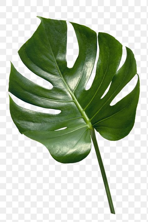 Split Leaf Philodendron, Leaf Png, Dolphins Tattoo, Plant Texture, Leaves Png, Leaf Curtains, Photo Elements, Lime Margarita, Philodendron Monstera