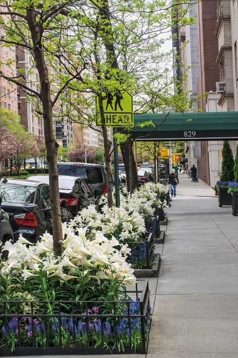 tree-bed-lilies-gardenista Planter Fence, Sidewalk Garden, Tree Guards, Sidewalk Landscaping, City Tree, Tree Bed, Urban Tree, Tree Planters, Front Gardens