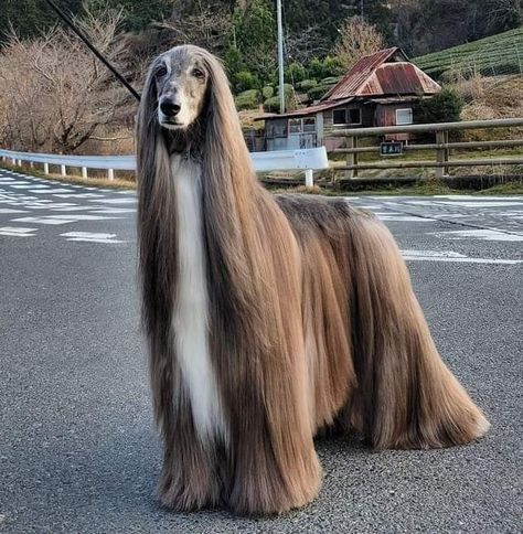 Majestic beauty of Afghan hound. Afghan Hound Puppy, Afghan Hounds, Hound Dogs, Hound Puppies, Dog List, Afghan Hound, Hound Dog, Dog Breed, Animal Photography