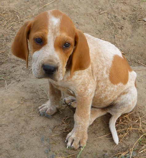 American English Coonhound / Redtick Coonhound Redtick Coonhound, Red Tick Coonhound, Coonhound Puppy, Coon Hunting, English Coonhound, Every Dog Breed, Hound Dogs, Bluetick Coonhound, Beagle Mix