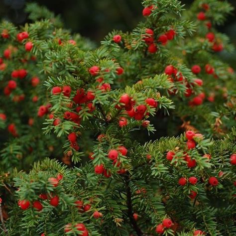 Ancient Yew Tree, Winterberry Holly, Taxus Baccata, Evergreen Garden, Conifer Trees, Poisonous Plants, Evergreen Plants, Plant Identification, Plant Combinations