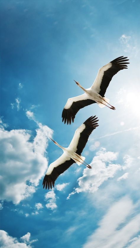 Storks in the sky. (photographer unknown) Cranes In The Sky, Birds In The Sky, All Birds, Birds Flying, Bird Photography, Amazing Nature, Bird Art, Birds In Flight, Beautiful Birds