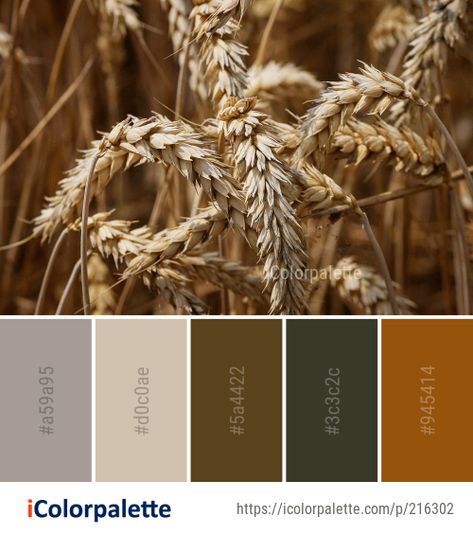 Color Palette Ideas from Food Grain Wheat Grass Family Image Wheat Field Color Palette, Wheat Colour Palette, Bakery Color Palette Colour Schemes, Bread Color Palette, Wheat Color Palette, Farm Color Palette, Bakery Color Palette, Amber Color Palette, Food Color Palette