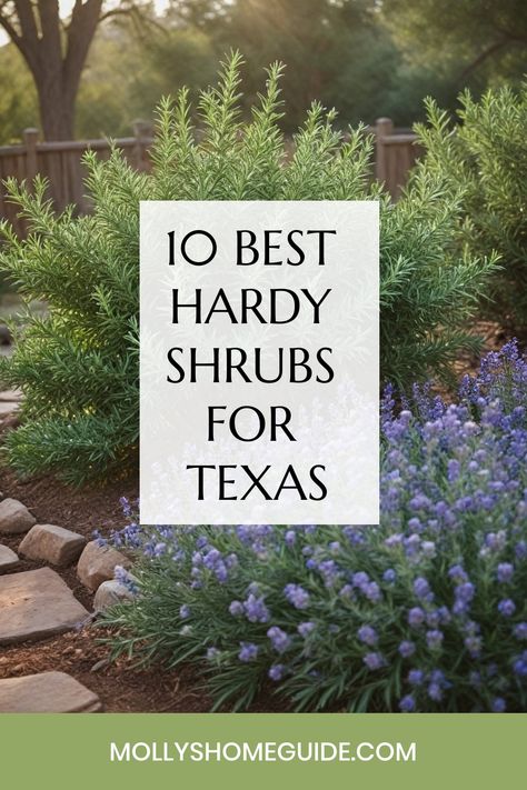 Discover the best shrubs for Texas to enhance the curb appeal of your home! Whether you're looking for shrubs for in front of your house or searching for drought-tolerant plants that can thrive in Texas, we've got you covered. From flowering shrubs that bring summer color to low-maintenance evergreens perfect for small spaces, there is a wide variety of options available. Consider fast-growing shrubs for privacy or opt for small shrubs suitable for small areas. Small Front Yard Drought Tolerant Landscaping, Small Texas Backyard Ideas, Cottage Garden Drought Tolerant, Best Bushes To Plant In Texas, Texas Shrubs Front Yards, Texas Shade Landscaping, South Texas Flower Beds, Flower Beds In Front Of House Texas, Landscape Ideas For Texas Heat