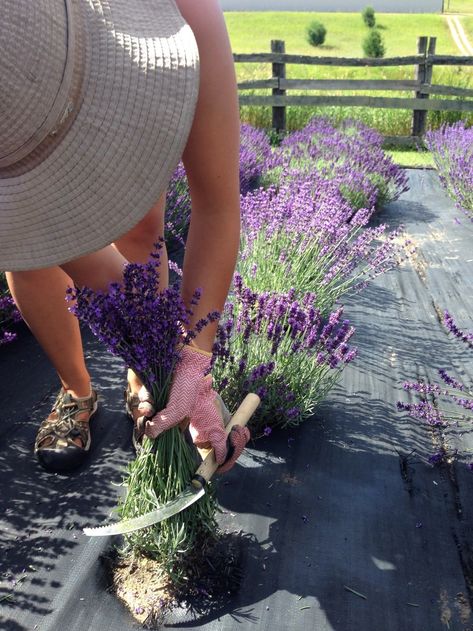 Plant Growth Stages, Bee And Lavender, Lavender Harvest, Lavender Plant Care, Harvesting Lavender, Best Garden Design, Lavender Seeds, Growing Lavender, Lavender Garden