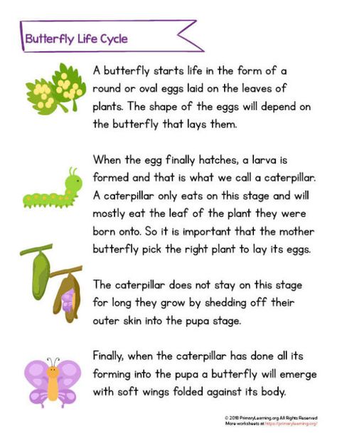 Free Second Grade Worksheets & Printables | Primary Learning Butterflies Quotes, Insect Craft, Esl Kids, Montessori Science, English Stories For Kids, Science Stories, Science Vocabulary, Activity Workbook, First Grade Worksheets