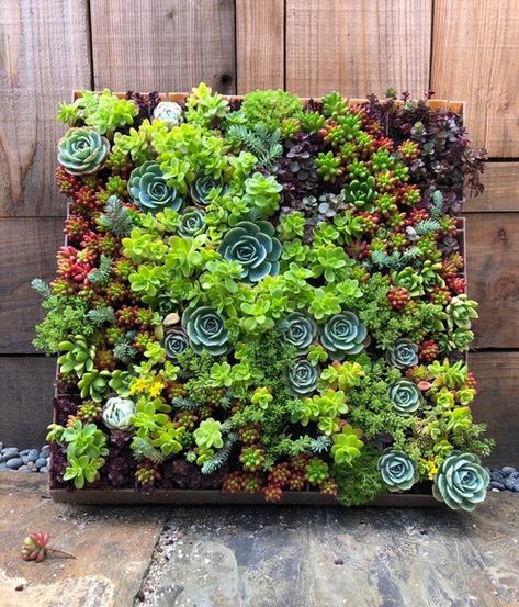 Succulent Walls — SQUARED ROOT LANDSCAPING & DESIGN Vertical Vegetable Garden Design, Rooftop Garden Urban, Succulent Wall Hanging, Succulent Wall Garden, Succulent Wall Planter, Succulent Frame, Succulent Landscape Design, Succulent Garden Design, B Design