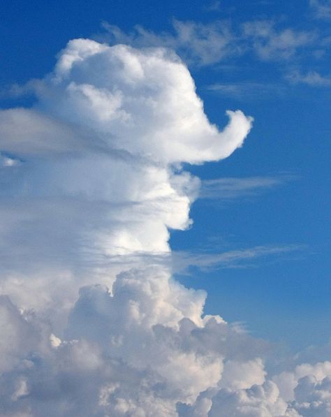 Seeing Pictures In Clouds | Recent Photos The Commons Getty Collection Galleries World Map App ... Angel Clouds, Cloud Art, Elephant Love, Cloud Shapes, Storm Clouds, What Do You See, Sky And Clouds, Natural Phenomena, Beautiful Sky