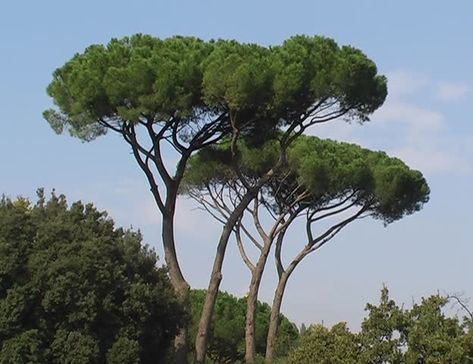 i love Italian umbrella pines! Italian Trees, Italian Palette, Countryside Photography, Italian Gardens, Pine Tree Art, Tuscany Landscape, American Photography, Italian Landscape, Italian Garden