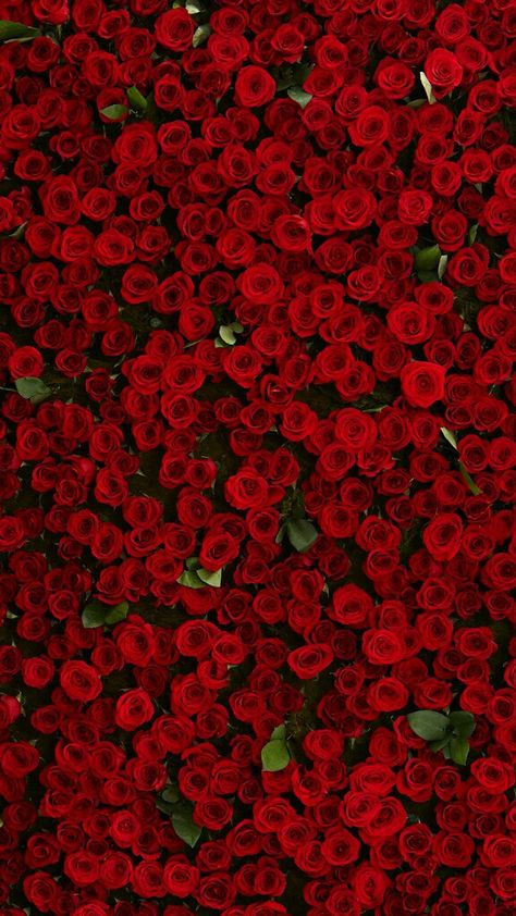 Rakel Sablon, Red Roses Wallpaper, Beautiful Red Roses, A Wallpaper, Trendy Wallpaper, Beautiful Flowers Wallpapers, Wallpaper Vintage, Romantic Roses, Flower Phone Wallpaper