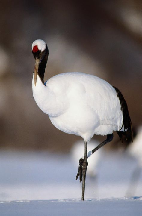 Red Crown Crane, Crane Photo, Crane Pose, Red Crowned Crane, Crowned Crane, Southern Art, White Crane, Japanese Crane, Japanese Watercolor