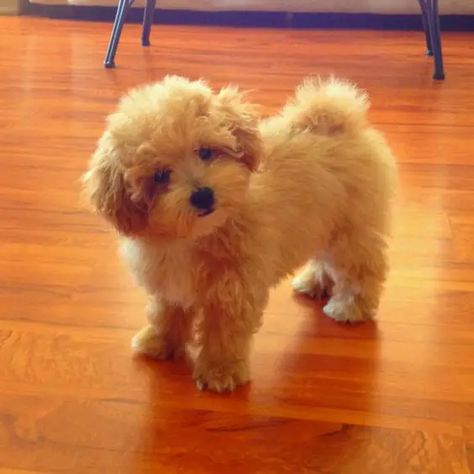 Poochon Puppy, Poochon Dog, Bichon Poodle Mix, Poochon Puppies, Bichon Poodle, Maltipoo Puppy, Cute Small Animals, Bear Dog, Purebred Dogs