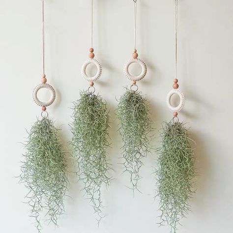 Macrame For Air Plants, Hanging Air Plant Display Ideas, Airplants Display Ideas, Macrame Air Plant Hanger Diy, Hanging Air Plants Diy, Diy Air Plant Holder, Tillandsia Display, Air Plants Diy, Air Plant Garden