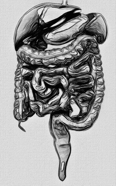 Organs Art Reference, Organ Art Drawing, Human Organs Drawing, Intestine Illustration, Organ Drawings, Human Organs Art, Intestines Art, Drawing Organs, Organ Painting