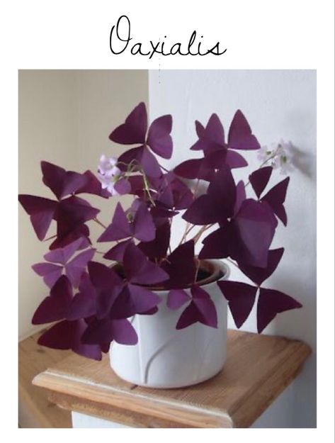 Oxalis Triangularis, نباتات منزل�ية, Inside Plants, Plant Decor Indoor, Low Maintenance Garden, House Plants Decor, Low Maintenance Plants, Deco Floral, Garden Care