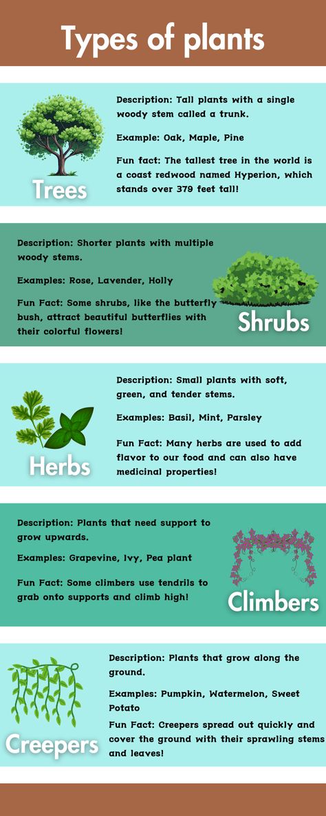 Different Plant Types, Types Of Plants For Kids Chart, Types Of Plants For Kids, Tree Facts, Facts About Plants, Different Types Of Plants, School Exhibition, Plant Notes, Planting For Kids