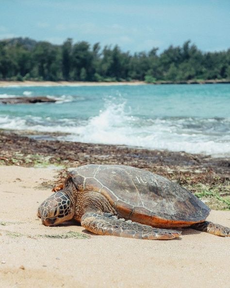 Turtle Bay Oahu, Sea Turtle Hawaii, Swim With Sea Turtles, Hawaiian Sea Turtle, Snorkeling With Sea Turtles, Sea Turtle Conservation, Hawaii Resorts, Turtle Bay Resort, See World