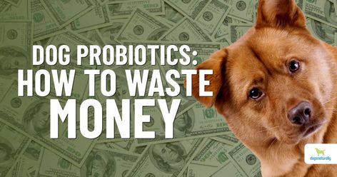 Do you give your dog probiotics? It can be a really good idea. But you could also be wasting your money if you don't feed this ingredient ... Homemade Probiotic Dog Treats, Homemade Probiotics For Dogs, Diy Probiotics For Dogs, Diy Dog Probiotic, Dog Probiotics Natural, Dog Probiotics, Probiotics For Dogs, Spoiled Pets, The Immune System