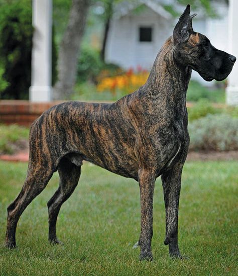 Instead of getting a horse I want a great dane - caitlynn Brindle Great Dane, Great Dane Temperament, Cute Dog Costumes, Dane Puppies, Great Dane Puppy, Dane Dog, Giant Dogs, Great Dane Dogs, Blue Merle