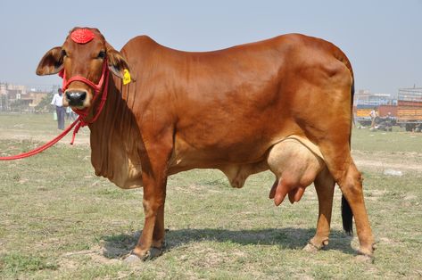 The Sahiwal of India. Zebu cattle used in dairy production. Sahiwal Cow, Different Types Of Cows, Zebu Cattle, Types Of Cows, Cow Names, Breeds Of Cows, Cow Photos, Dairy Cattle, Diwali Images