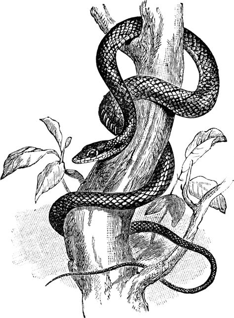 Tree Snake Tattoo Cobra, Snake Sketch, Tree Snake, Tree Branch Tattoo, Snake Illustration, Snake Drawing, Branch Tattoo, Tree Sketches, Rennaissance Art