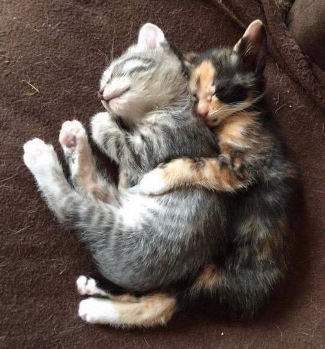 Calico Kitten, Cat Cuddle, Kitten Pictures, Cute Cats And Kittens, Cute Kittens, Beautiful Cats, Baby Cats, 귀여운 동물, Crazy Cats