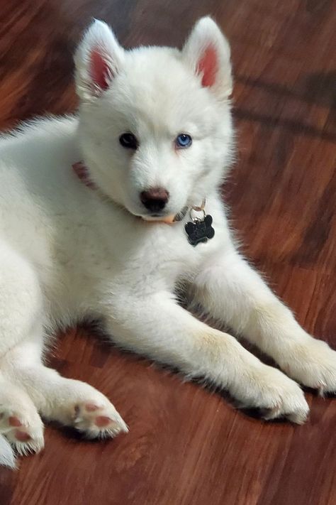 Best pet photography White Siberian Husky Puppy, Brown Wooden Floor, White Siberian Husky, Turkish Angora Cat, White Husky, Angora Cats, Birman Cat, Rare Cats, Siberian Husky Puppies