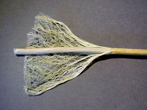 Hemp fiber stem Disaster Management, Hemp Clothing, Hemp Rope, E 40, Hemp Oil, Essie, Natural Fibers, Fiber Art, Spinning