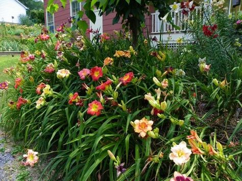 Corner of my driveway at the street end looking up. Roses in terraced block planters with daylilies planted both to the right of the roses and also along ... Landscaping Around House, Daylily Garden, Lily Garden, Companion Plants, Day Lilies, Cottage Garden Plants, Country Landscaping, Front House Landscaping, Landscape Plans