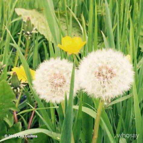 Come Back To Me, Oh God, Lily Collins, Pretty Flowers, Come Back, Dandelion, Lily, Instagram Post, Instagram Photos