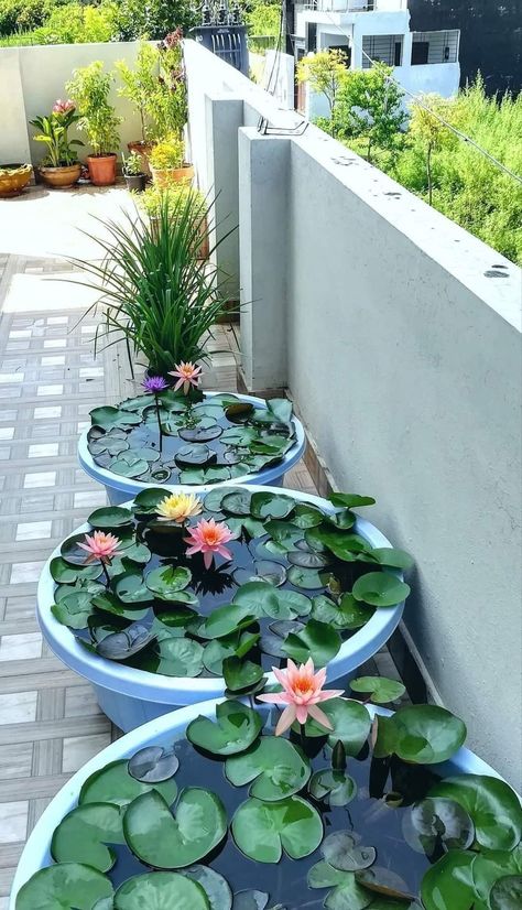 Tanaman Air, Taman Air, Indoor Water Garden, Garden Pond Design, Diy Garden Fountains, Pond Design, Garden Makeover, Garden Crafts Diy, Home Garden Design