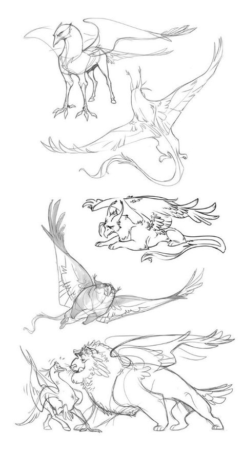 griffin (3) Walpapers Cute, Dragon Coloring, Dragon Coloring Page, Creature Drawings, Fantasy Creatures Art, Mythical Creatures Art, Poses References, Monster Design, Creature Concept Art