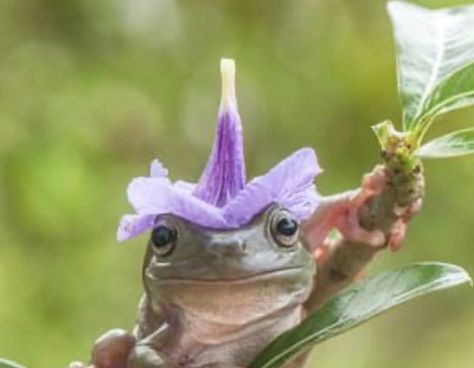 Frog With Flower Hat, Frog With Flower, Fairy Hat, Hat Tattoo, Thomas Sanders, Flower Hat, Flower Hats, How Many People, Frogs