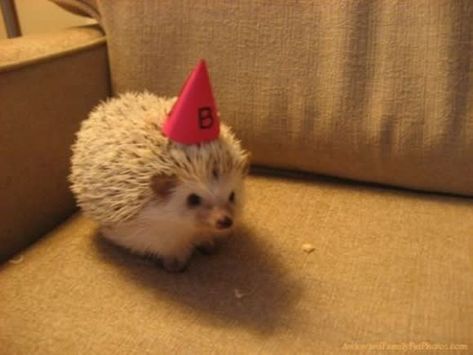 19 Animals Wearing Party Hats A Hedgehog, Cute Hedgehog, Cute Animal Pictures, Cute Creatures, Sweet Animals, Shrek, Cute Little Animals, Animal Party, 귀여운 동물