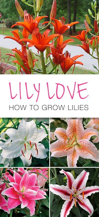 Lily Love : How to Grow Lilies • Great tips and info on how to grow lilies! Growing Lilies, Lily Garden, Brick Garden, Organic Vegetable Garden, Have Inspiration, Organic Gardening Tips, Hydroponic Gardening, Garden Bed, Growing Flowers