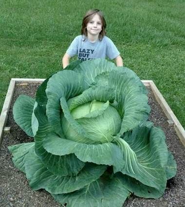 Birmingham Al, best of show, biggest cabbage ever grown at 25 pounds. Giant Vegetable, Vegetable Pictures, Vegetable Garden Diy, Growing Gardens, Flowery Wallpaper, Cabbages, Veg Garden, Unusual Plants, Fruit Plants