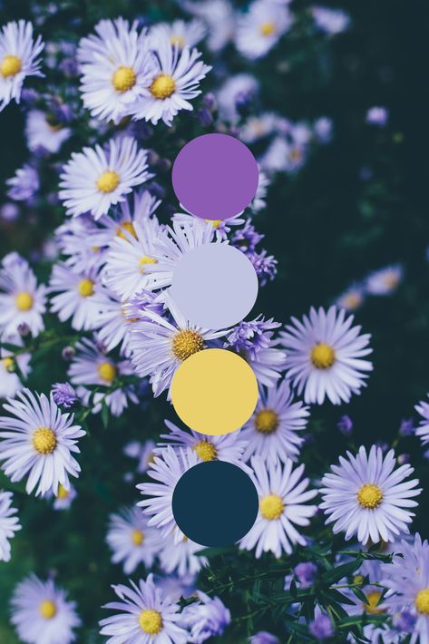 Aesthetic color palette Color Palette Flowers, Aesthetic Color Palette, Aesthetic Color, Color Schemes Colour Palettes, Purple Daisy, Color Collage, Color Vibe, Nature Color Palette, Palette Design