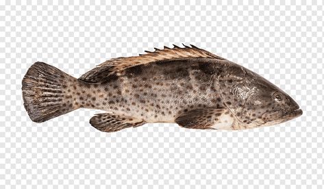 Fish Core, Grouper Fish, Goldfish Aquarium, Snapper Fish, Channel Catfish, Mackerel Fish, Perch Fishing, Guppy Fish, Orange Fish