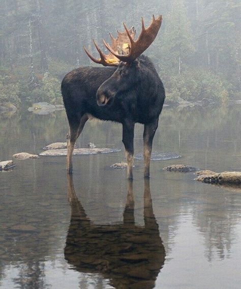 Antler Aesthetic, Moose Aesthetic, Moose Painting, Moose Pictures, Bull Moose, Instagram Cool, Hunting Life, Weird Animals, Animals Of The World