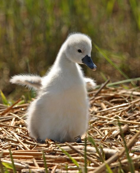 Swan Duckling, Cute Small Drawings, Australia Landscape, Baby Swan, Swan Love, Tiny Animals, Animal Inspiration, I Want A Baby, Swans Art