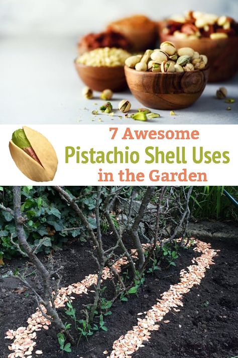 Have you heard about the Uses of Pistachio Shells in the Garden? If not, then we have some practical hacks and DIYs listed in this article! What To Do With Pistachio Shells, Pistachio Shell Crafts, Pistachio Tree, Pistachio Shell, Shell Projects, Succulent Frame, Pistachio Shells, Shell Wind Chimes, Shells Diy